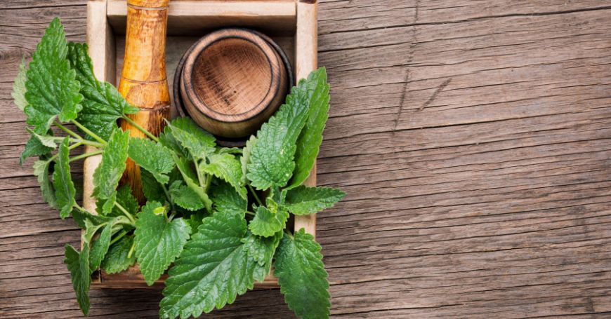 pianta di melissa in una scatola di legno con mortaio per creare un infuso di melissa per la colite