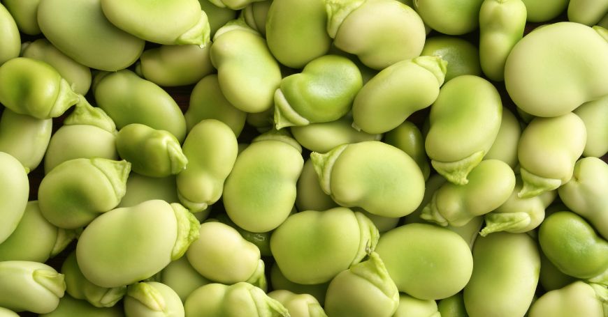 distesa di fave, un legume ricco di proprietà ma che potrebbe dare controindicazioni in caso di colite e IBS